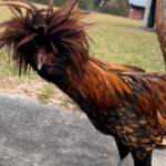 Golden Laced Polish
