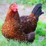 Golden Laced Wyandottes