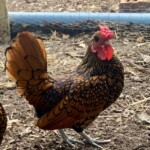 Golden Sebright Bantam