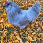 Lavender Amerauca