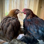Partridge Cochin Bantam