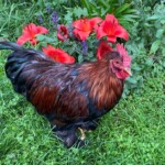 Partridge Cochin Bantam