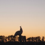 Peafowl