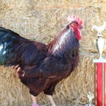2024 Runner Up Poultry Show