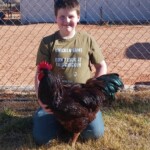 Rhode Island Red Exhibition Type