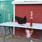 2024 Runner Up Poultry Show