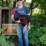 Rhode Island Red