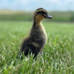 Rouen Duck