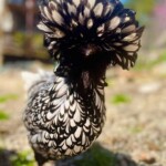 Silver Laced Polish