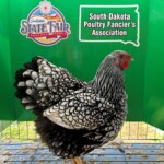 Silver Laced Wyandotte Exhibition Type