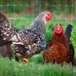 Silver Laced Wyandotte