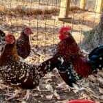 Spangled Old English Bantam
