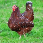 Speckled Sussex
