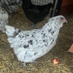 Splash Ameraucana