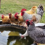 Chickens drinking water