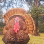 Turkey