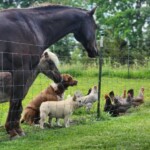 farm animals with chickens