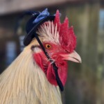 chicken with hat on