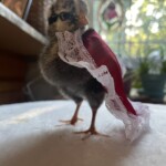 chicken with cape