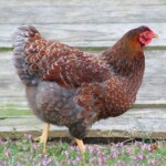 Blue Laced Red Wyandotte Best of Breed Runner Up