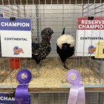 2024 Runner Up Poultry Show