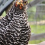 artistic contest - chicken looking into camera
