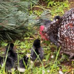 artistic contes - Chicken with chicks