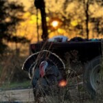 Turkey at sunset
