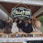 Chicks in coup