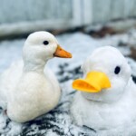 Duck in snow