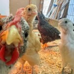 Chickens looking closely into the camera.