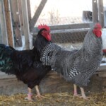 Chickens in pen