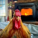 Chicken in front of fireplace.
