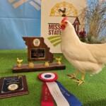 2024 Runner Up Poultry Show