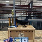 2024 Runner Up Poultry Show