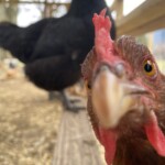 Funny Chicken picture
