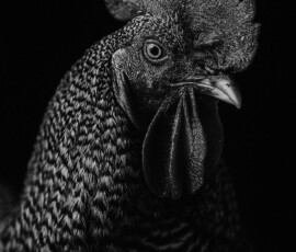 2025 Photo Contest Runner Ups