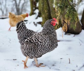2025 Photo Contest Runner Ups